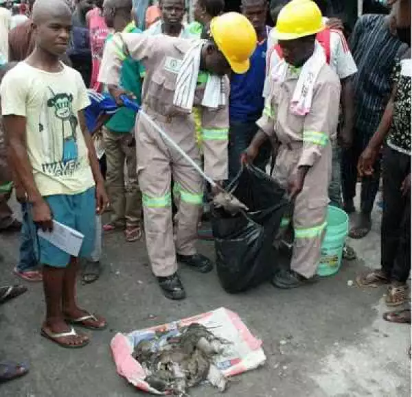 Rat Killing To Become A Profession In Lagos